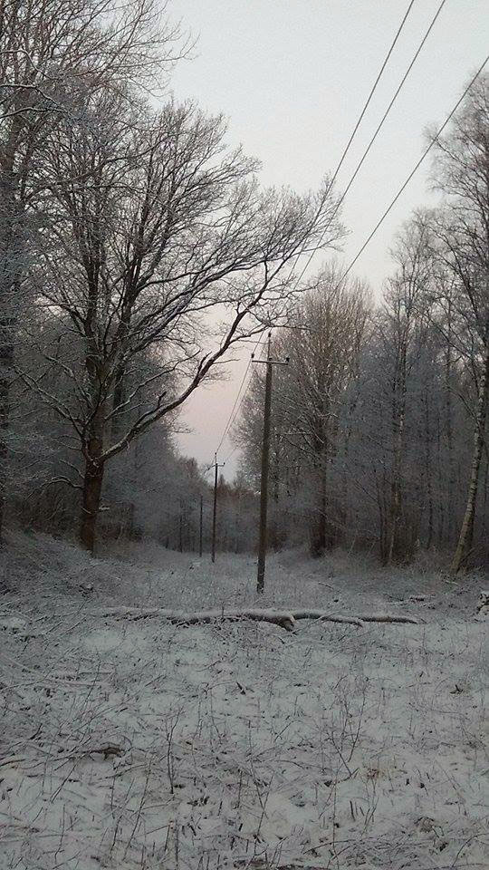 07.01.2016 Raido Pilvel abis Kalli kandis, oksa eemaldus el.liini kohalt