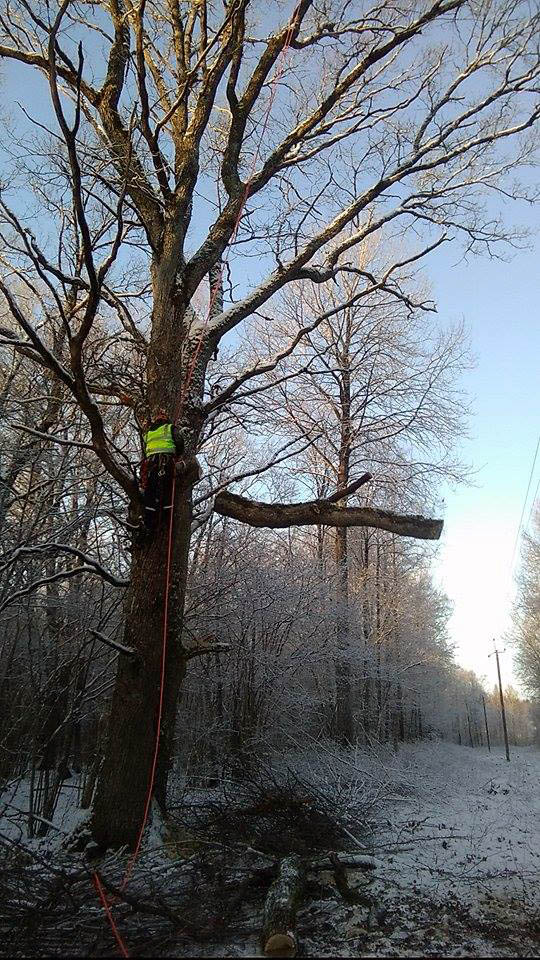 07.01.2016 Raido Pilvel abis Kalli kandis, oksa eemaldus el.liini kohalt